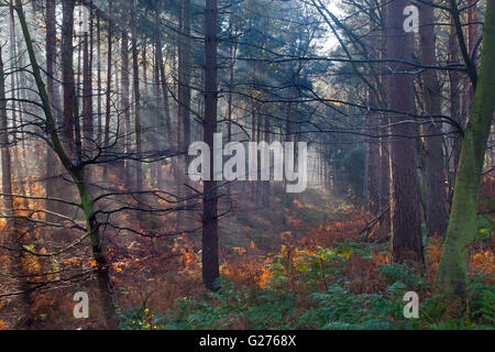 Raggi di sole e boschi di conifere nella nebbia a Felbrigg Norfolk inverno Foto Stock