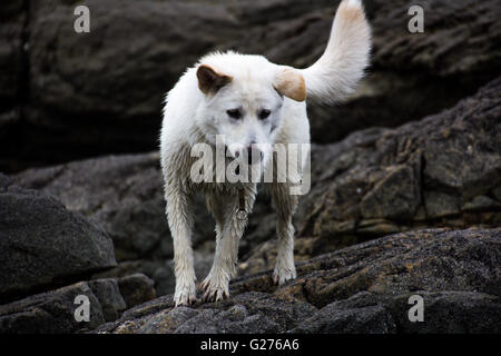 Jindo cane falesia di arrampicata Foto Stock