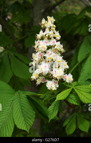 Aesculus hippocastanum dei fiori di ippocastano candela Foto Stock