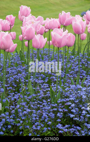 Tulipani rosa e blu Dimenticare me not Foto Stock