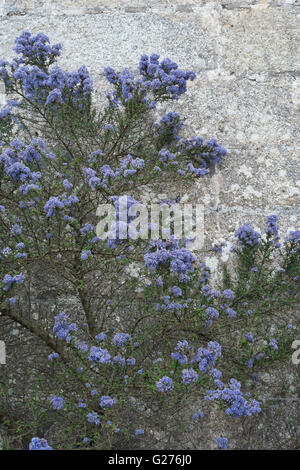 Fioritura ceanothus piantato contro un muro di pietra Foto Stock