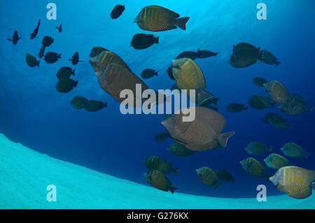 Scuola di pesce mare rosso Sailfin Tang, Indian sailfin codolo o Desjardin's sailfin tang (Zebrasoma desjardinii) Foto Stock