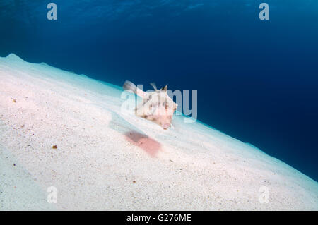 Humpback Turretfish, comunemente chiamato humpback turretfish, casco cowfish, camel cowfish o thornbacked boxfish Foto Stock