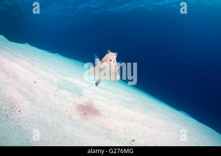 Humpback Turretfish, comunemente chiamato humpback turretfish, casco cowfish, camel cowfish o thornbacked boxfish Foto Stock