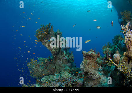 Arancio brillante scuola di pesce Longspine anthias, lyretail coralfish, lyretail anthias, mare goldie o scalefin anthia Foto Stock