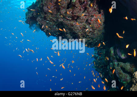 Arancio brillante scuola di pesce Longspine anthias, lyretail coralfish, lyretail anthias, mare goldie o scalefin anthia Foto Stock