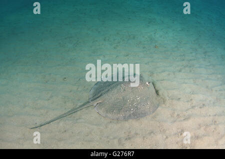 African ray o Istrice ray (Urogymnus asperrimus) sul fondo sabbioso Foto Stock