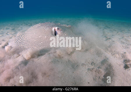 African ray o Istrice ray (Urogymnus asperrimus) sul fondo sabbioso Foto Stock