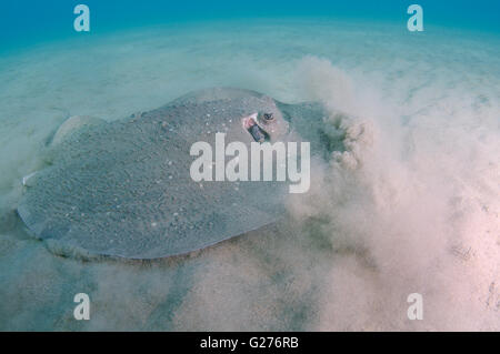 African ray o Istrice ray (Urogymnus asperrimus) sul fondo sabbioso Foto Stock