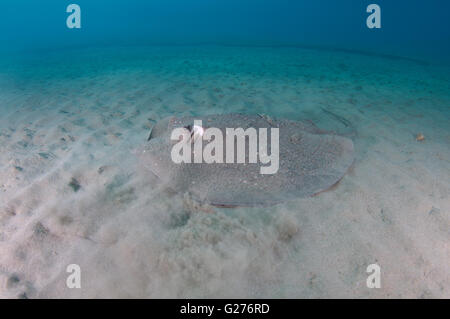 African ray o Istrice ray (Urogymnus asperrimus) sul fondo sabbioso Foto Stock