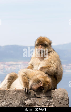 Una coppia di macachi ( Macaca sylvanus ) toelettatura, Rocca di Gibilterra Gibilterra in Europa Foto Stock