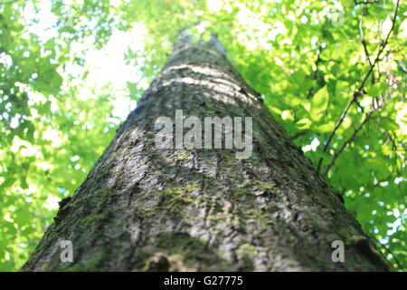 Guardando il cielo dalla base di un White Oak tree Foto Stock