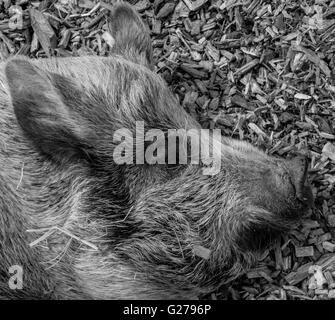 Dormire suino in monocromia Foto Stock