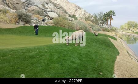 Un California Bighorn lambisce sull'Arnold Palmer SilverRock campi da golf in La Quinta, California. La siccità ha portato gli animali giù dalle montagne alla ricerca di foraggio più facile. Foto Stock