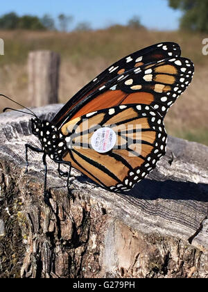 Un tagged farfalla monarca si ferma su un log durante la migrazione verso il Messico in Shepherdstown, West Virginia. Foto Stock