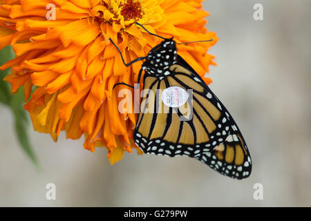 Un tagged farfalla monarca su un fiore durante la migrazione per il Messico in Shepherdstown, West Virginia. Foto Stock