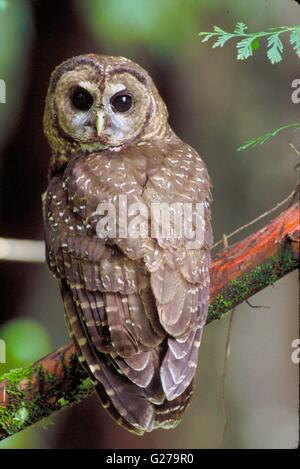 Un Nord in pericolo Spotted Owl in un albero lungo il fiume McKenzie in Oregon. Foto Stock