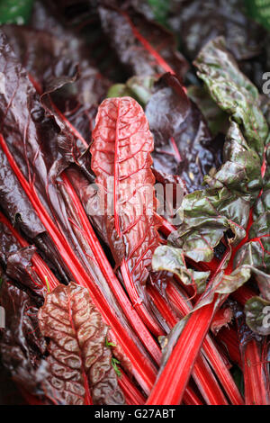 Bietola rossa o mangold foglie (Beta vulgaris) Foto Stock