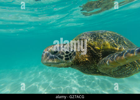 Una vista ravvicinata di una tartaruga verde nuotare nell'oceano. Foto Stock