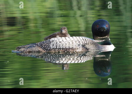 Adulto loon comune con ceci su retro fotografato a nord del lago di Minnesota Foto Stock