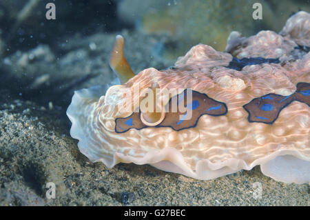 Gemma nudibranchi Foto Stock