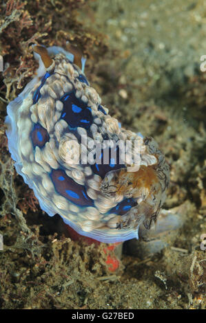 Gemma nudibranchi Foto Stock