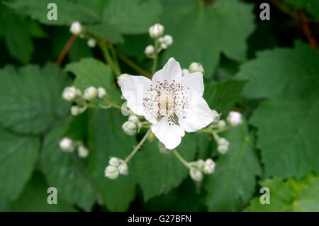 Thimbleberry (Rubus parviflorus) millefiori, Vancouver, British Columbia, Canada Foto Stock