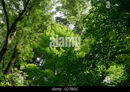 Cercando in il baldacchino verde di un temperate foreste decidue, British Columbia, Canada Foto Stock