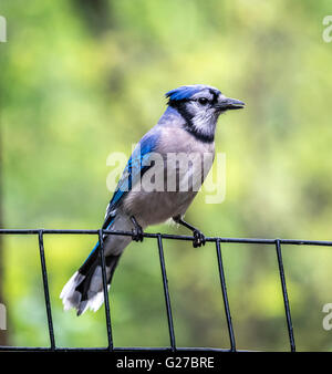 Blue Jay,Cyanocitta cristata, è un uccello passerine nella famiglia Corvidae, Nativi Nord Americ Foto Stock