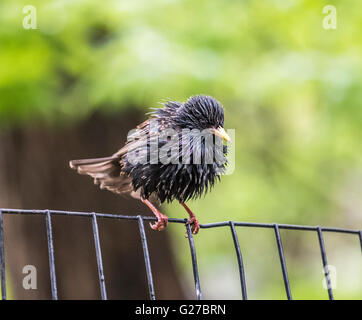 Starling comune ,Sturnus vulgaris, noto anche come Unione starling Foto Stock