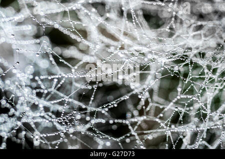 La ragnatela coperta in gocce di rugiada. Foto Stock