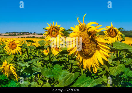 Girasoli in sud-Touraine paesaggio di allevamento - Francia. Foto Stock