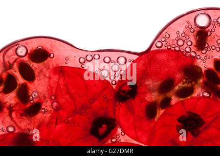 Rosso tritato bacche Ribes con succo di frutta e le bolle di aria Foto Stock