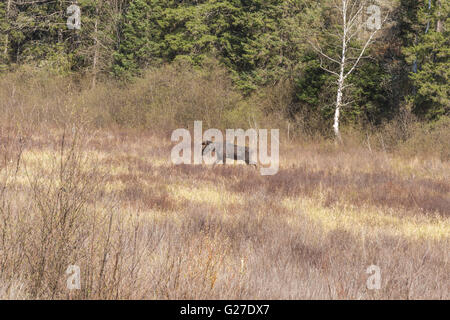 Un grande maschio alci in Algonquin Park Foto Stock