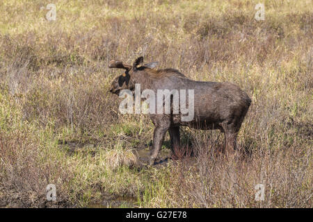 Un grande maschio alci in Algonquin Park Foto Stock