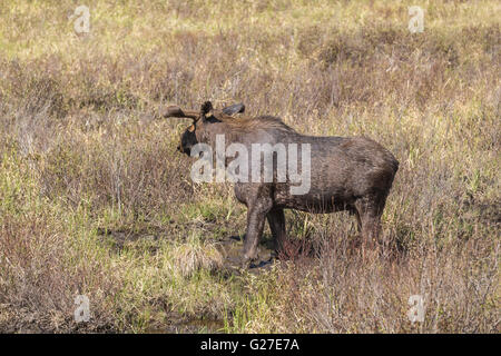 Un grande maschio alci in Algonquin Park Foto Stock