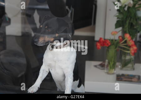 Cane, finestra, cercando, auto, fuori, animale, pet, bianco, grazioso, terrier, cucciolo, all'interno, in attesa, nero, cani, adorabile, canine, purebr Foto Stock