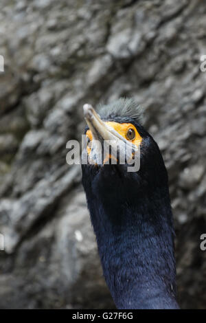 La natura della Kamchatka: ritratto rosso-di fronte cormorano (Phalacrocorax urile). Russia, Estremo Oriente, penisola di Kamchatka. Foto Stock