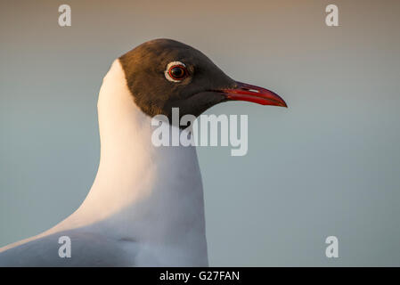 Ritratto di black-headed Gull Foto Stock