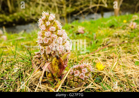 Giovane pianta di Butterbur (Petasites hybridus) accanto al fiume Dee in Dentdale nel Yorkshire Dales National Park in Inghilterra Foto Stock