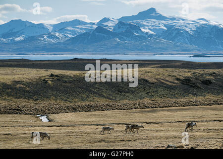 Renne (Rangifer tarandus) nella parte anteriore della montagna, a est di fiordi, Islanda Foto Stock