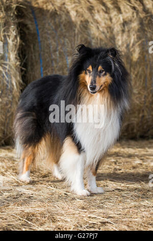 Collie, Pastore scozzese, tricolore, nella parte anteriore di balle di paglia, Salisburgo, Austria Foto Stock