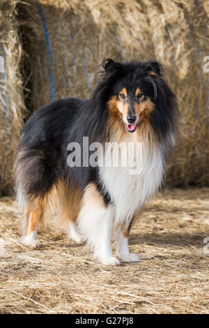 Collie, Pastore scozzese, tricolore, nella parte anteriore di balle di paglia, Salisburgo, Austria Foto Stock