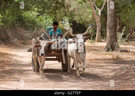 Bovini zebù,, zebù o gobba bovini (Bos primigenius indicus) con rimorchio su strada, Rajasthan, India Foto Stock