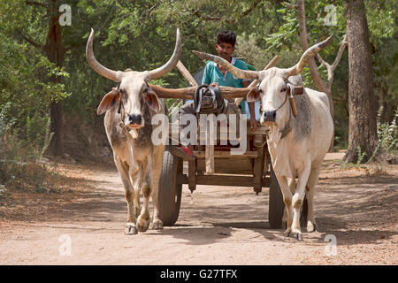 Zebù bovini zebù o gobba bovini (Bos primigenius indicus) con rimorchio su strada, Rajasthan, India Foto Stock