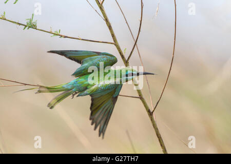 Blu-cheeked Bee-eater (Merops persicus), Pianura Liuwa National Park, Provincia nordoccidentale, Zambia Foto Stock