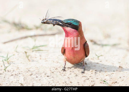 Northern Carmine Gruccione (Merops nubicus), Sud della provincia, Zambia Foto Stock