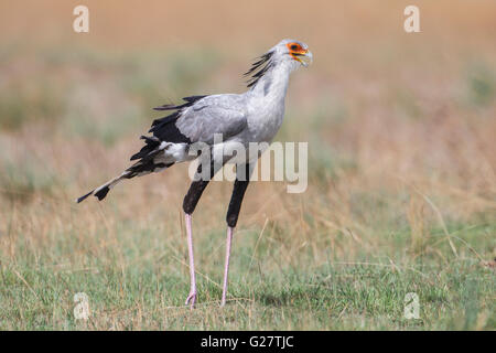 Segretario Bird (Sagittarius serpentarius), Pianura Liuwa National Park, Provincia nordoccidentale, Zambia Foto Stock