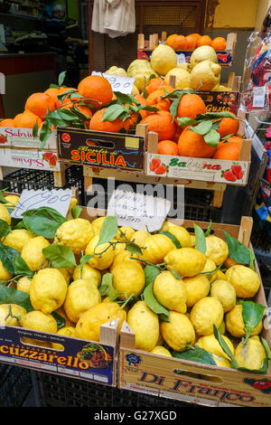 Arance e limoni per fare il Limoncello, per la vendita su un mercato di strada in stallo Sorrento Italia Europa Foto Stock