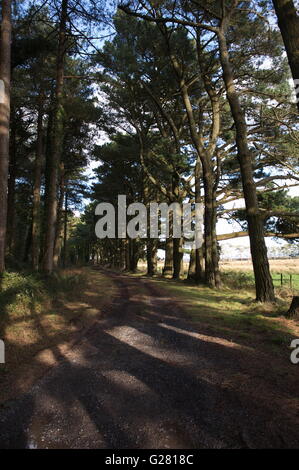 Gli alberi di grandi dimensioni forniscono ombra trovanella altezza dell'estate nei boschi e zone umide in Whiteford Punto vicino Llanmadoc Foto Stock